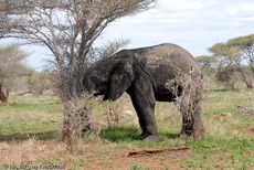Afrikanischer Elefant (22 von 131).jpg